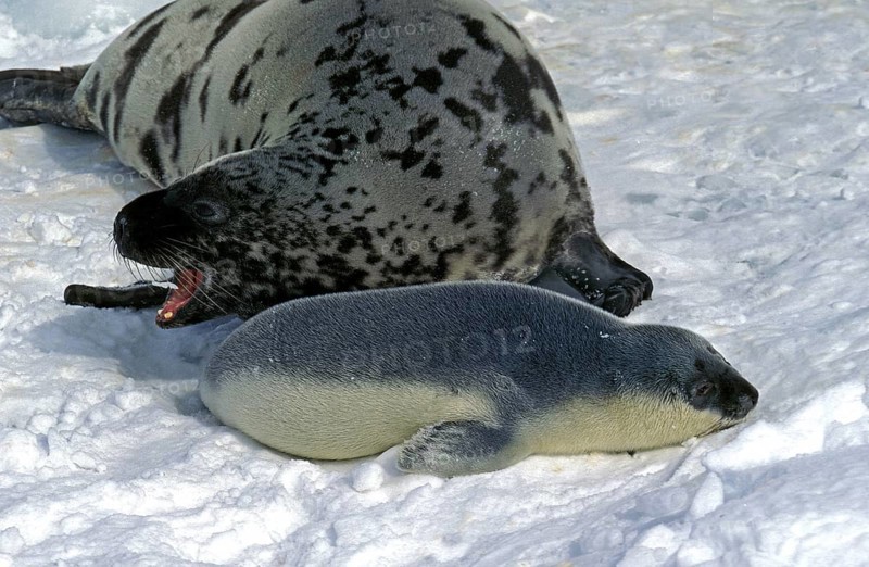Hooded seal (cystophora cristata), mother with pup on ice field, Magdalena Island in Canada