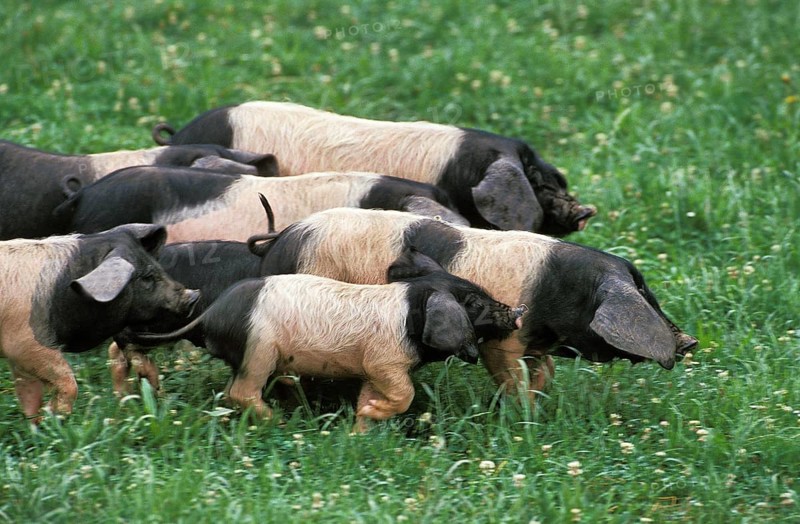 Basque pig, a French breed, group