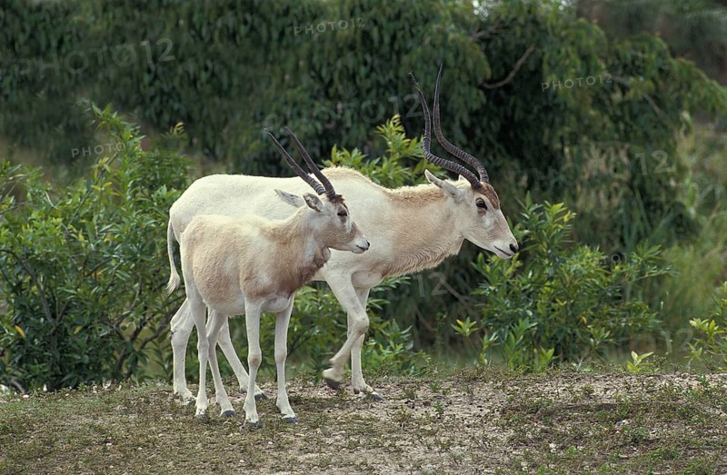 ADDAX (addax nasomaculatus), FEMALE WITH YOUNG