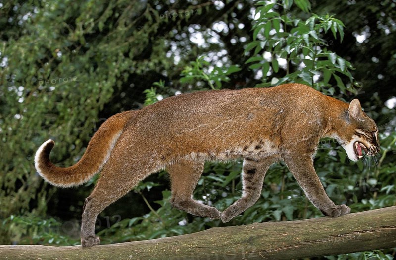 ASIA GOLD CAT OR TEMMINK CAT catopuma temmincki, adult, RUNNING ON A BRANCH