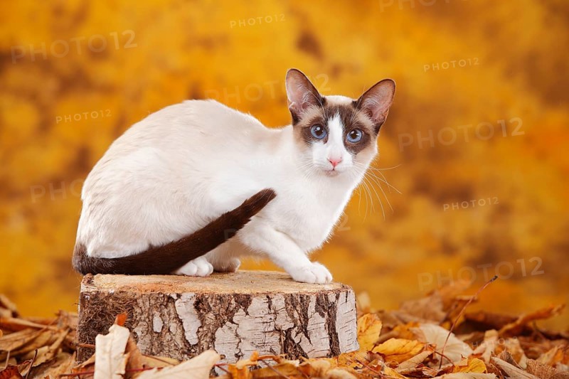 Siamese cat, seychellois-chocolate-point-white, Siamesin