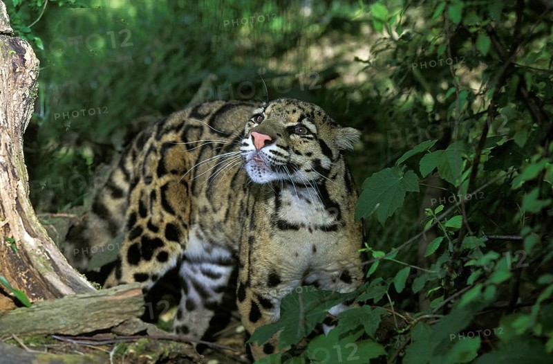 Clouded Leopard (neofelis nebulosa)