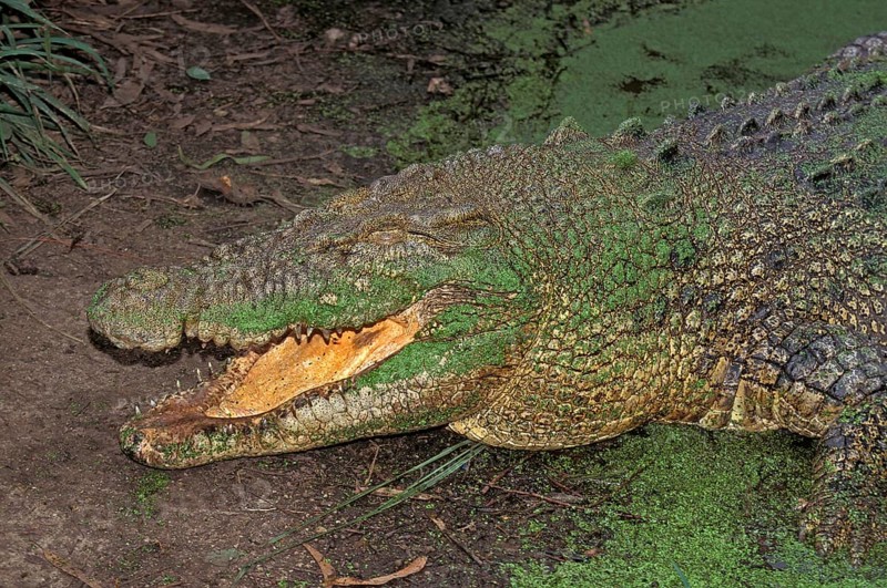 Australian Saltwater Crocodile (crocodylus porosus) or Estuarine Crocodile, Adult emerging from Swamp, Australia, Oceania