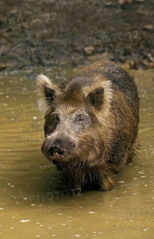 WILD BOAR (sus scrofa), ADULT STANDING IN WATER, FRANCE