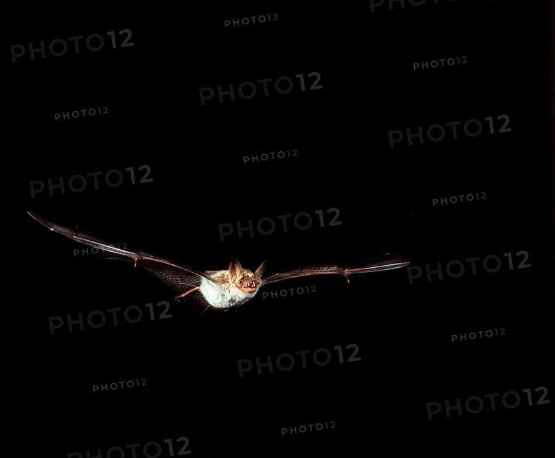MOUSE-EARED BAT (myotis myotis), ADULT IN FLIGHT