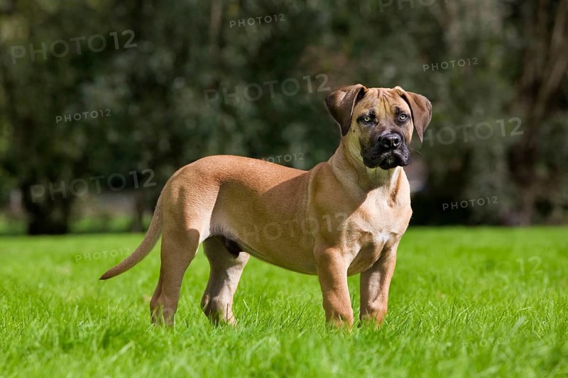 Boerboel, puppy