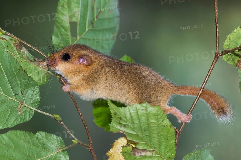 Hazel dormouse (Muscardinus avellanarius), Germany, Europe