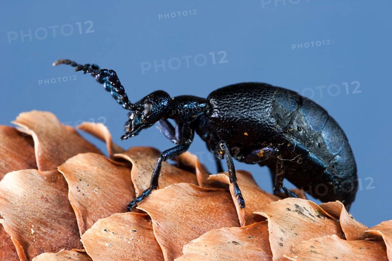 Black-blue oil beetle (Meloe proscarabeus), Germany, Europe