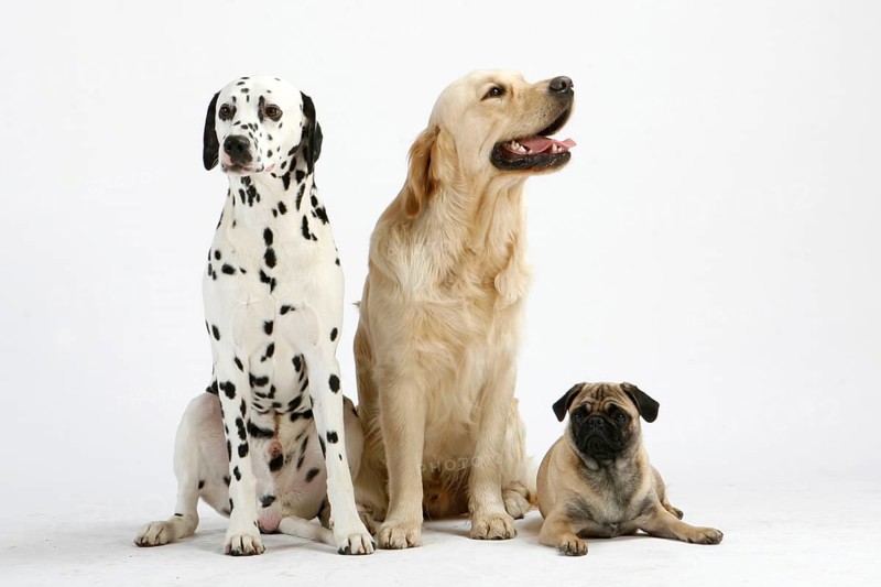 Dalmatian, Golden Retriever and Pug