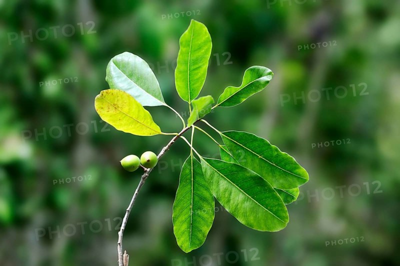Giant bearded fig (Ficus citrifolia), branch with fruit, Everglades National Park, Florida, Fig, USA, North America