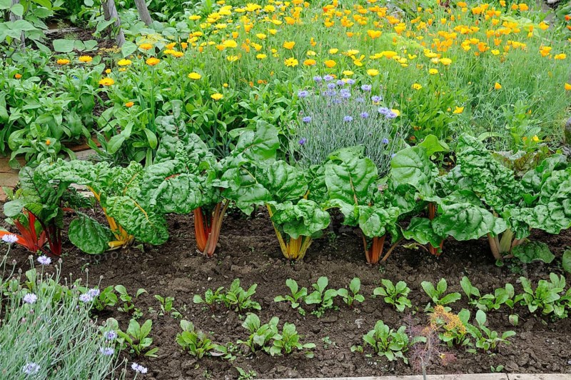 Vegetable garden with chard, marigold, California golden poppy, yellow poppy, California cap poppy
