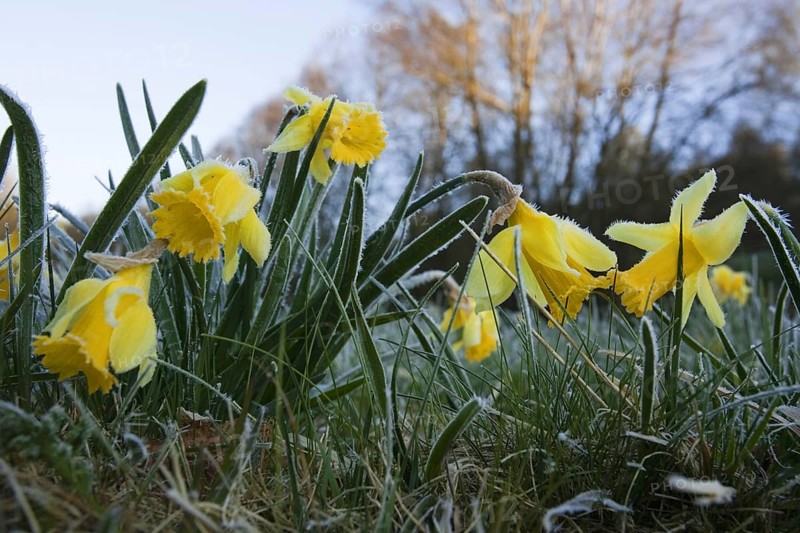 Daffodils (Narcissus pseudonarcissus) with hoarfrost, national park Eifel, North Rhine-Westphalia, Germany, Europe