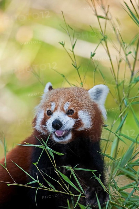 Red Panda (ailurus fulgens), Adult eating Bamboo