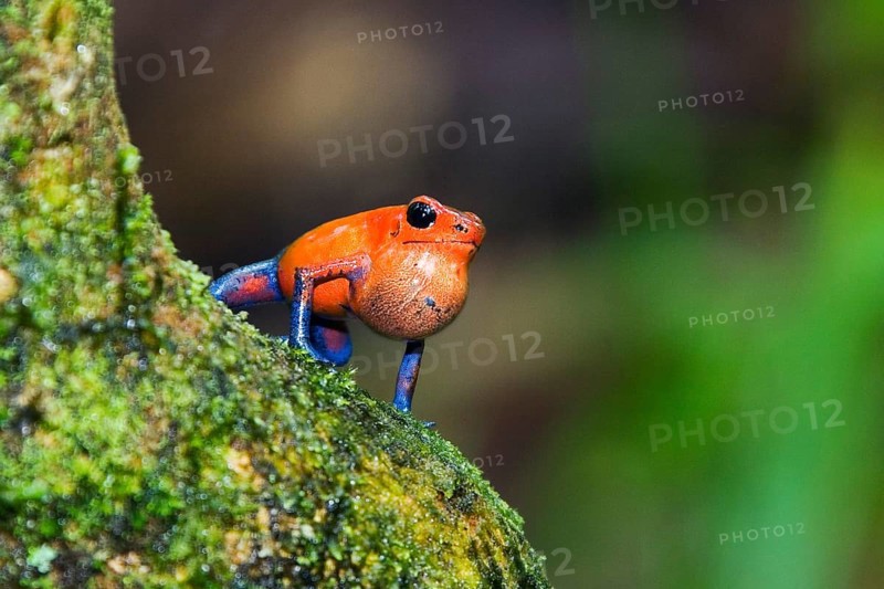 Strawberry poison-dart frog (Dendrobates pumilio), male, strawberry frog, sonic bubble, Costa Rica, Central America