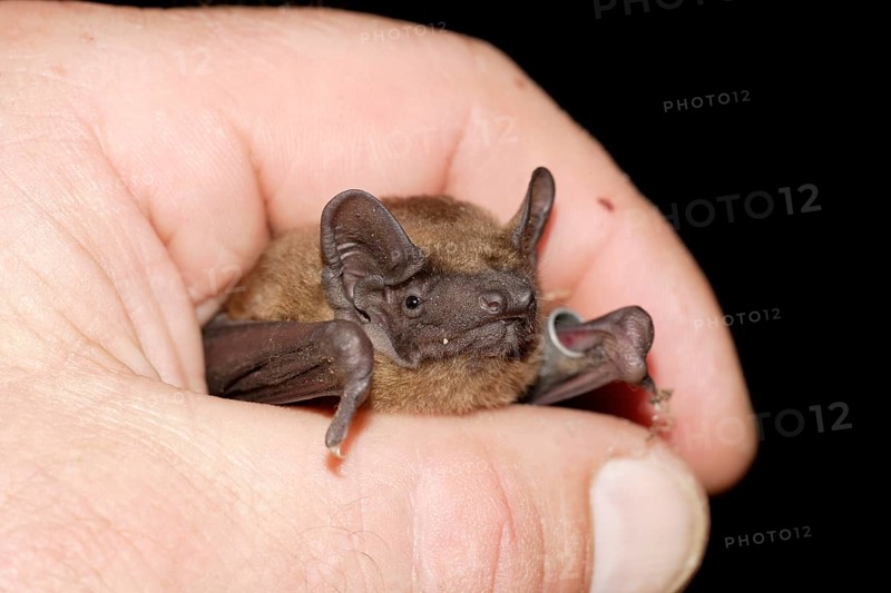 Noctule in hand, Brandenburg, Germany (Nyctalus noctula), ringed