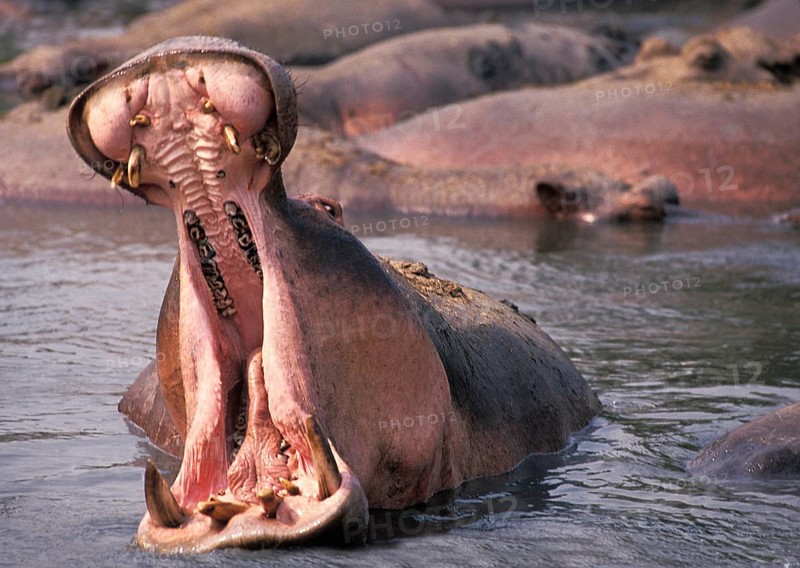 Hippopotamus (hippopotamus amphibius), Adult with open Mouth, Virunga Park, Congo, Africa