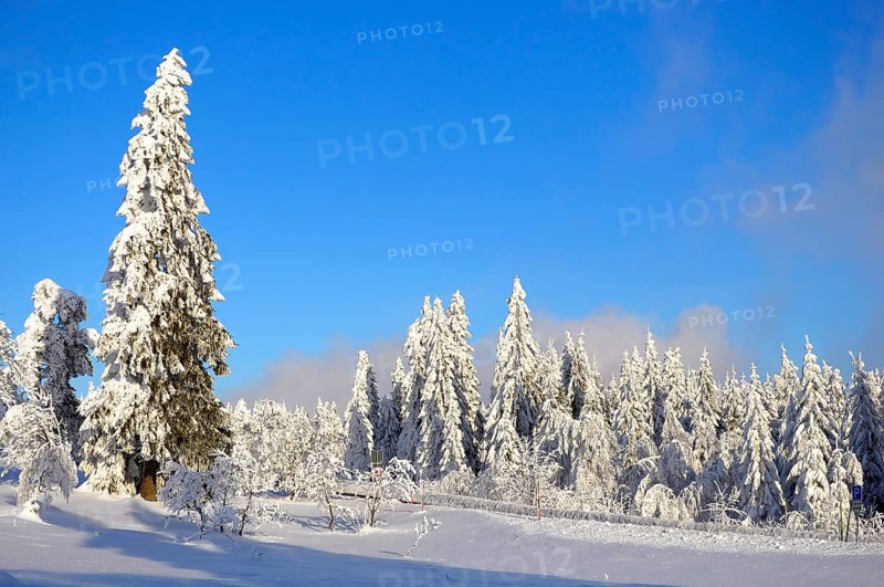 Black Forest, Black Forest in winter, spruce forest, Black Forest High Road, snowy landscape, at Schliffkopf, spruce trees with snow, snow-covered fir trees