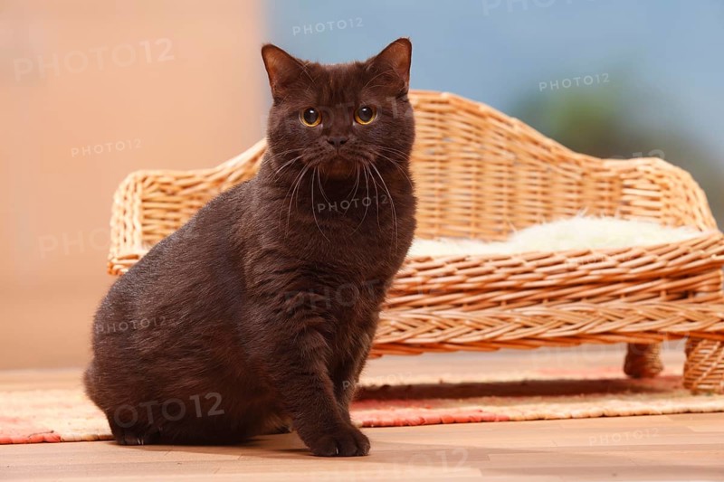 British shorthair cat, chocolate, BKH