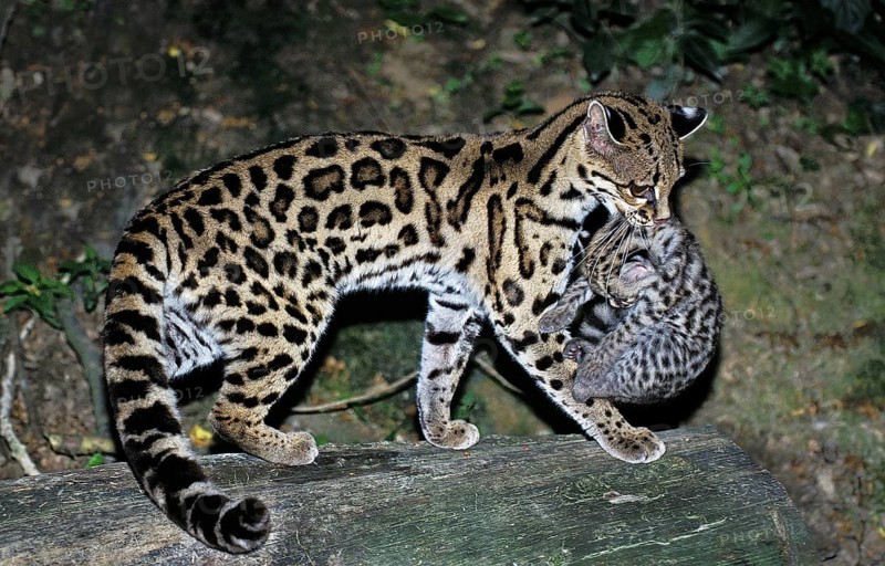 Margay (leopardus wiedii), mother with cubs