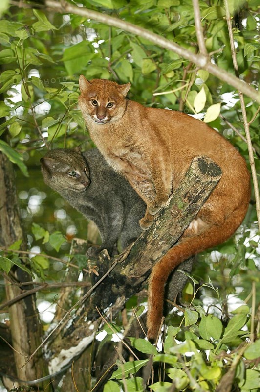 Jaguarundi, herpailurus yaguarondi, adult on branch