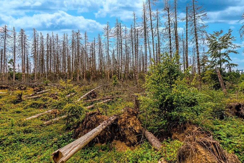 Conifers infested by bark beetles, Eifel National Park, North Rhine-Westphalia, Germany, Europe