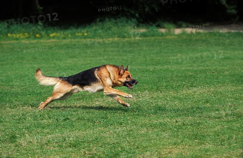 German Shepherd Dog, Adult Running