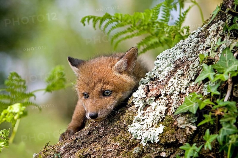 RED FOX (vulpes vulpes), PUP STANDING AT DEN ENTRANCE, NORMANDY IN FRANCE