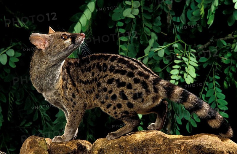 Small Spotted Genet (genetta genetta), Adult