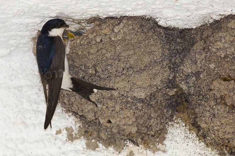 Common house martin (Delichon urbica) with young bird at nest, swallow, swallows, Germany, Europe