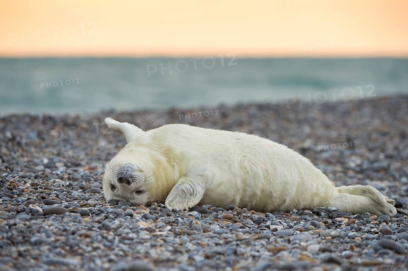 Grey Seal (Halichoerus grypus), Heligoland, Schleswig-Holstein, Germany, Europe