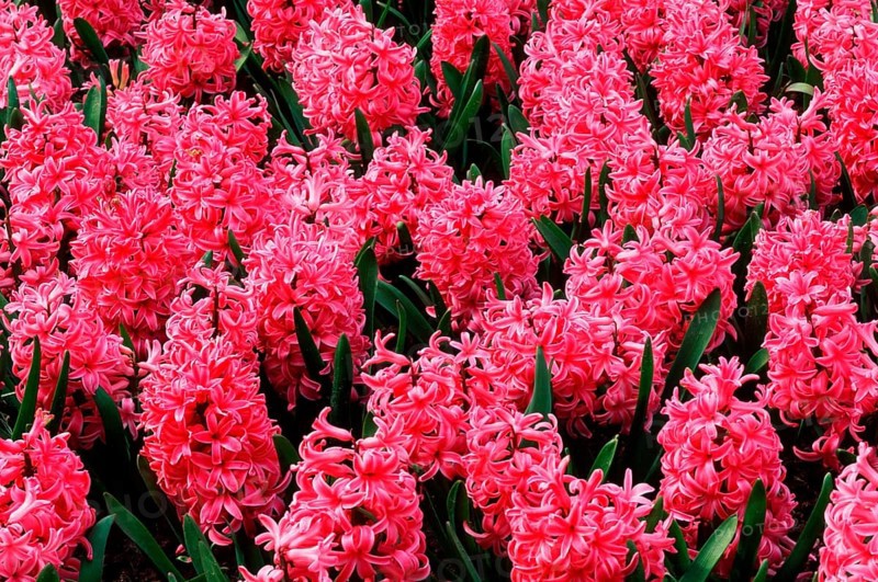 Pink pearl&quot
