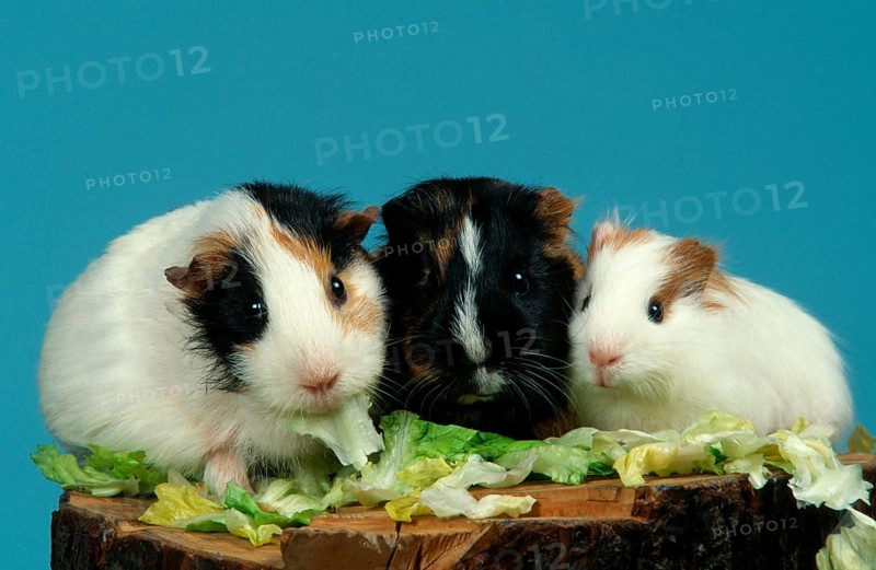 Guinea Pig pigs eat lettuce