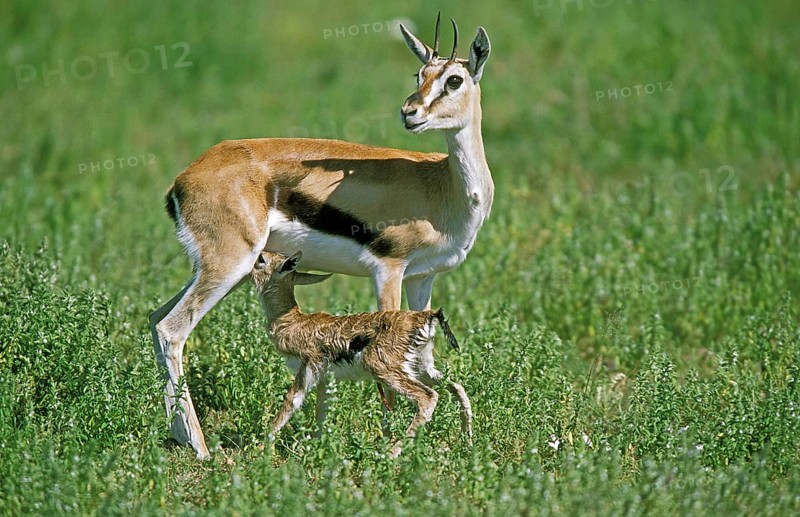 Thomson's Gazelle (gazella) thomsoni, Female with Newborn Fawn, Masai Mara Park in Kenya