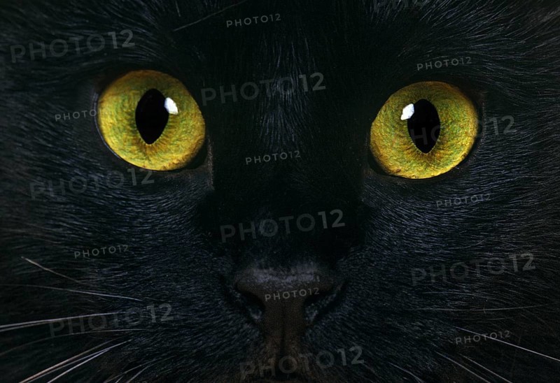 Black domestic cat, close-up of the eyes
