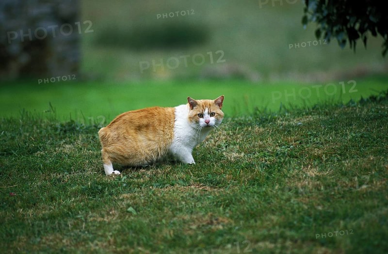 Manx domestic cat, tailless breed