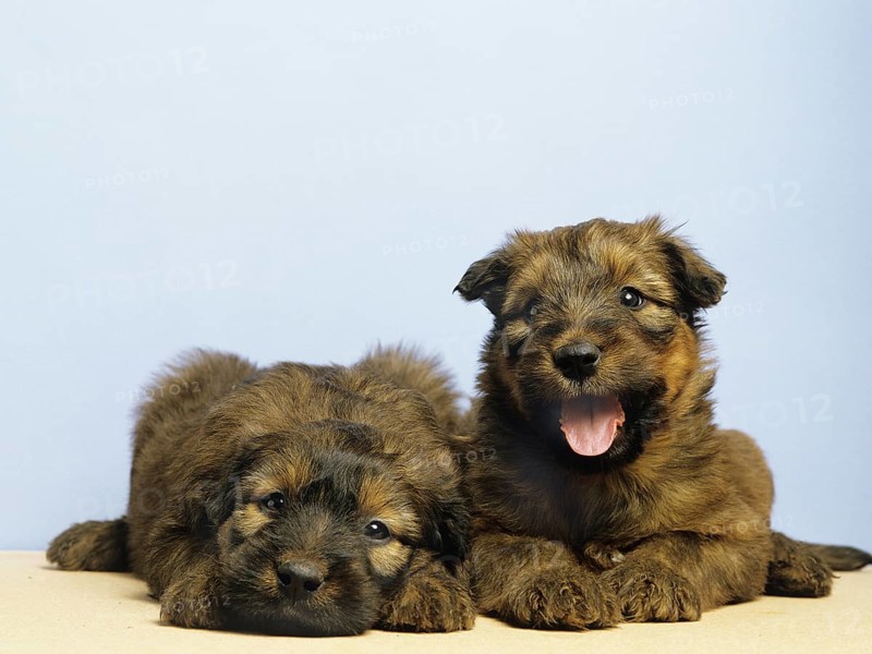 Briard dog, puppies