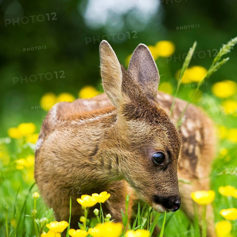 Roe Deer (capreolus capreolus), Fawn with Yellow Flowers, Normandy