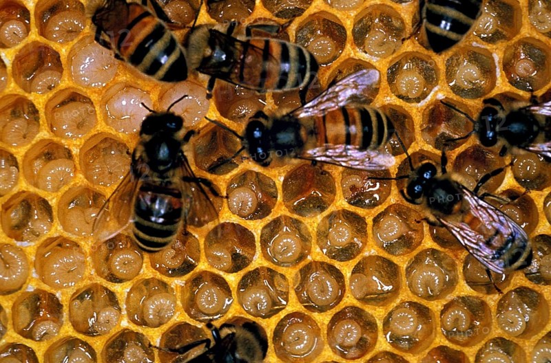 Honey Bee (apis mellifera), Worker looking after Larvae on Brood Comb, Bee Hive in Normandy
