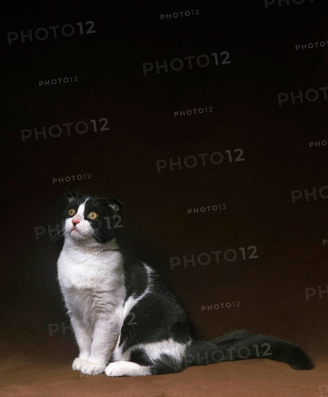 Scottish Fold Domestic Cat sitting
