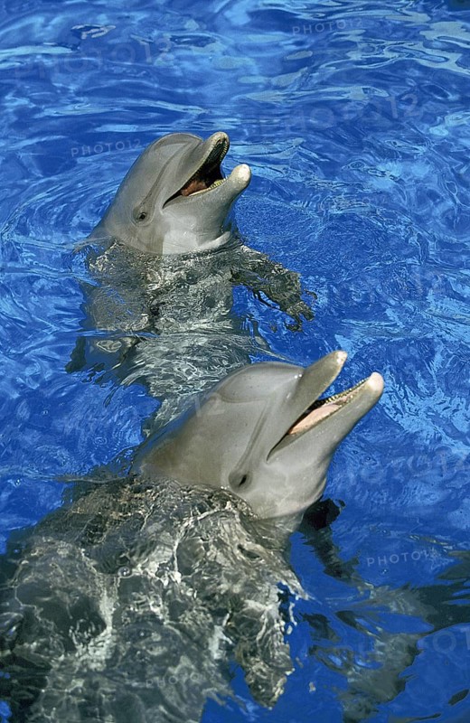 Bottlenose Dolphin (tursiops truncatus), Heads of Adult emerging from Water