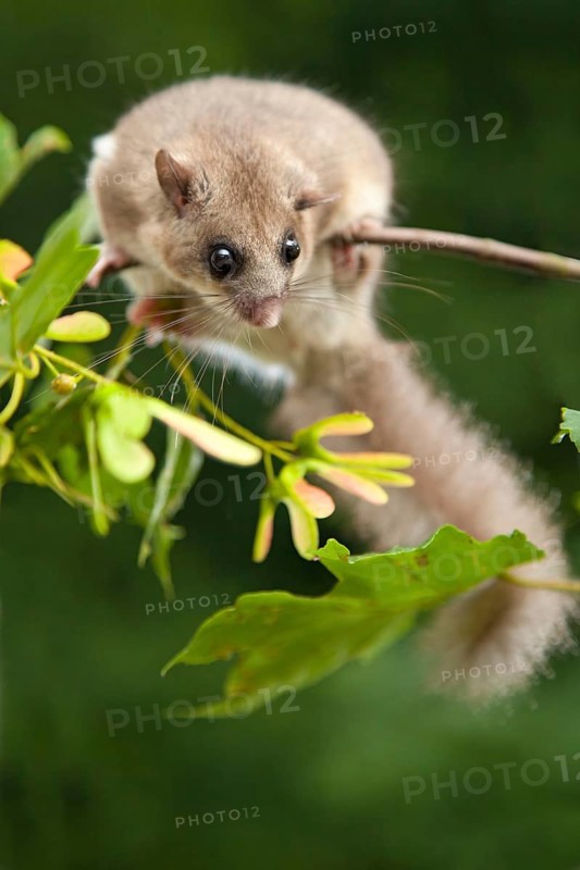 Edible dormouse (Glis glis) Rhineland-Palatinate, Germany, Europe
