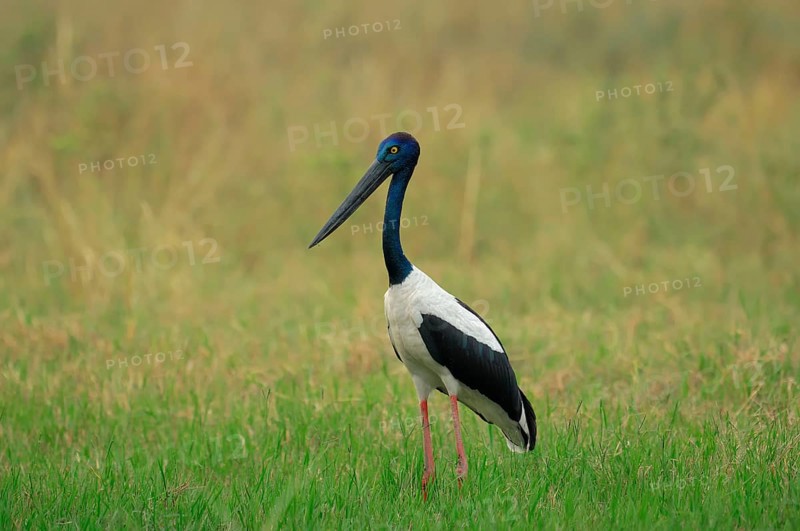 Black-necked Stork (Ephippiorhynchus asiaticus), female, Keoladeo Ghana national park, Rajasthan, India (Xenorhynchus asiaticus)