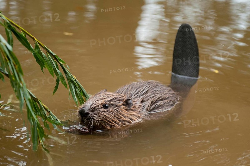 European beaver (Castor fiber), juvenile, Rosenheim, Bavaria, Germany, Europe