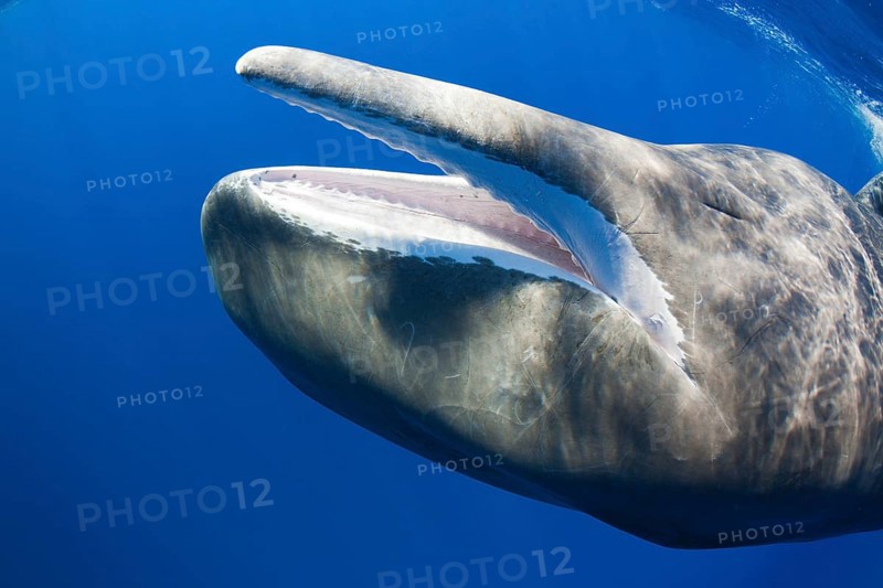 Sperm Whale (Physeter macrocephalus), mouth, Dominica, Lesser Antilles, Leeward Islands, Central America