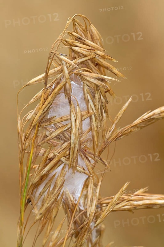 Thorn finger spider (Cheiracanthium punctorium) cocoon, Havelland, Brandenburg, Germany, Europe