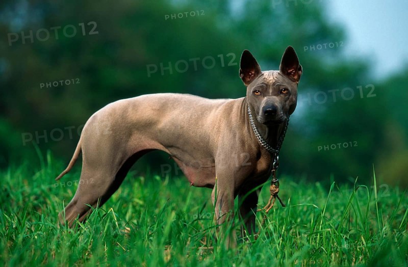 Thai Ridgeback Dog, Bitch