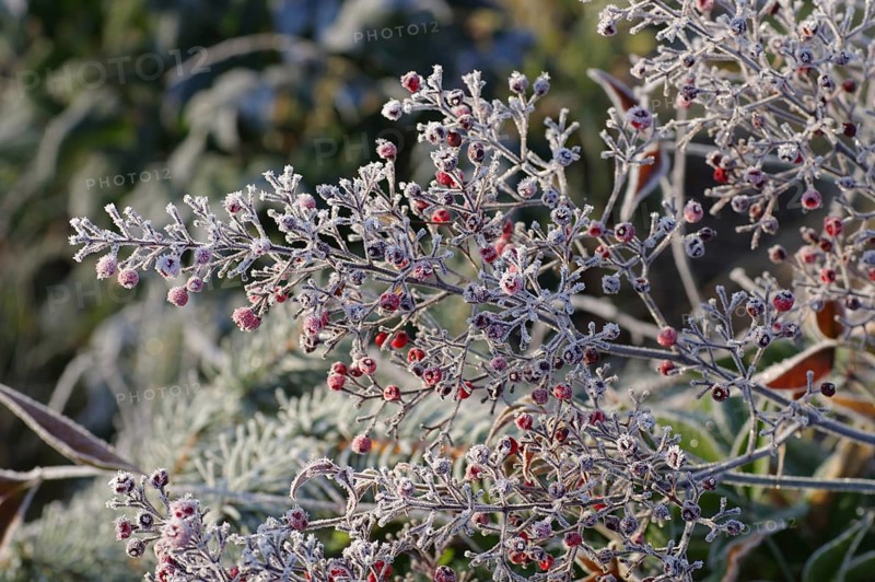 Heiliger Bambus im Winter mitRaureif, heavenly bamboo in winter with hoarfrost
