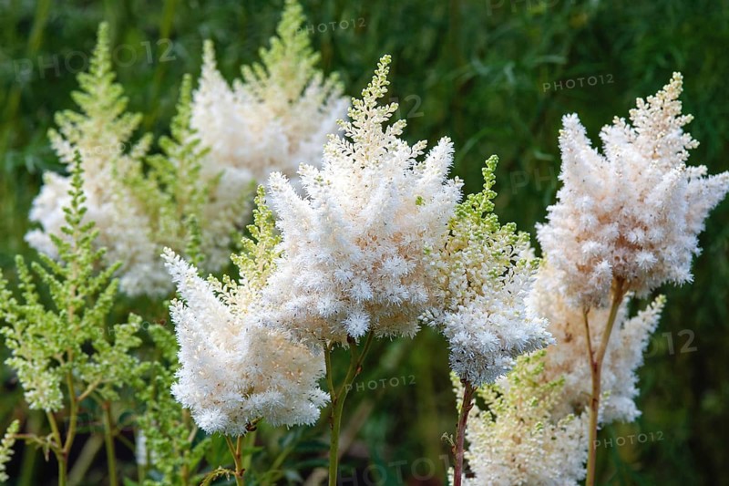 Astilbe japonica white flowers in summer garden