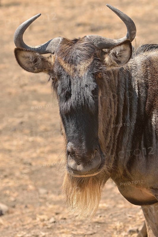 Western white-bearded wildebees (Connochaetes taurinus mearnsi), portrait, Serengeti, Tanzania, Africa