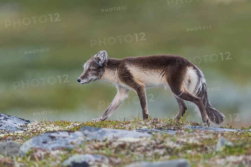 Arctic fox (Vulpes lagopus), Varanger, Northern Norway, Norway, Europe